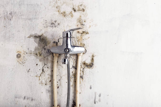 Best Mold Testing and Inspection Services in White Rock, NM