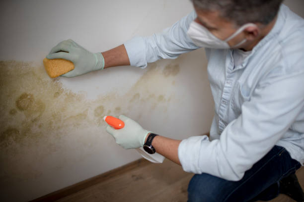 Best DIY Mold Remediation Support Services in White Rock, NM