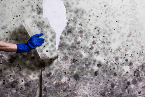 Best White Mold Remediation in White Rock, NM